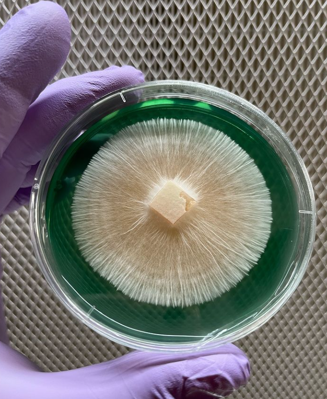 Mycelium  rhizomorphic agar francais