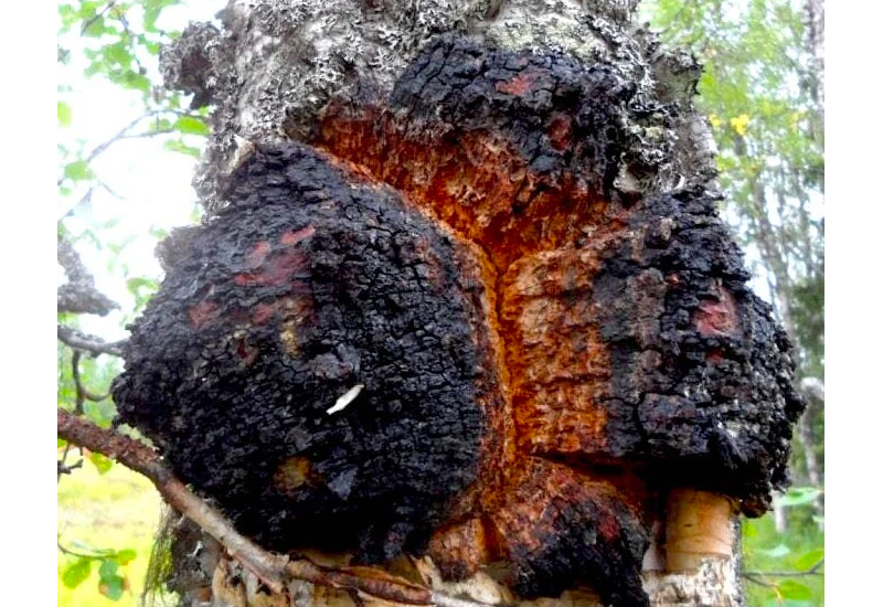 Chaga Mushroom looking like barkskin on tree