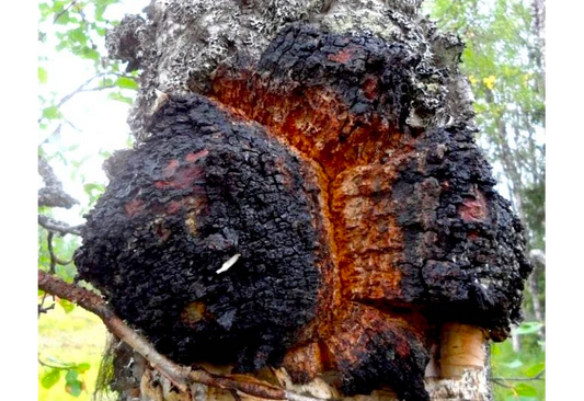 Chaga Mushroom looking like barkskin on tree