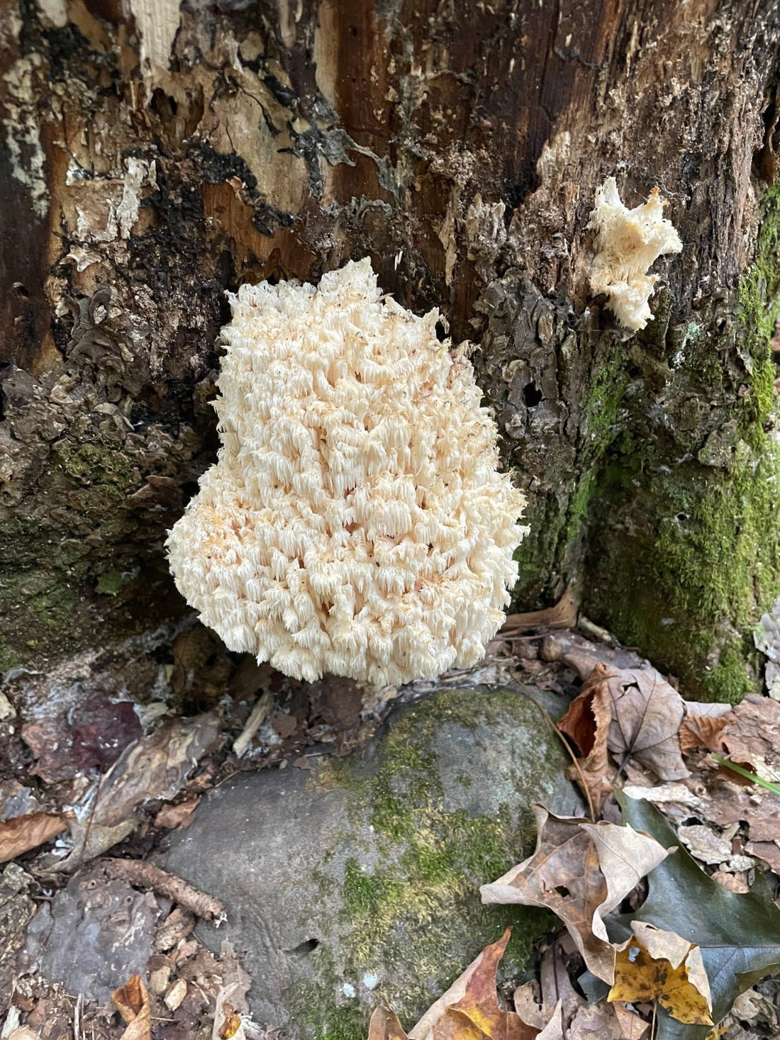 L'Hericium erinaceus, un champignon qui veut du bien à votre cerveau - Le Jardin Mycélia