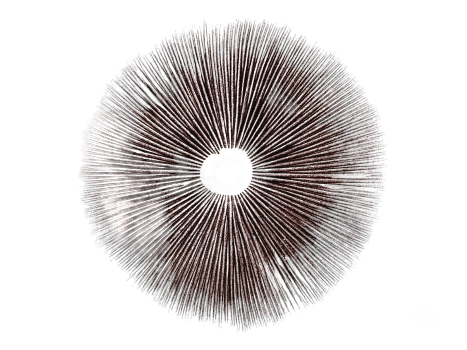 Spore print